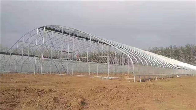 天津大邱莊蔬菜大棚 鍍鋅鋼管薄膜大棚中的黃瓜種植技術